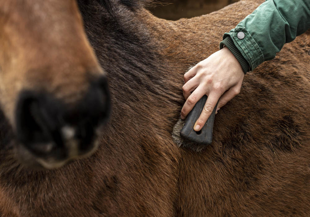 cavallo
