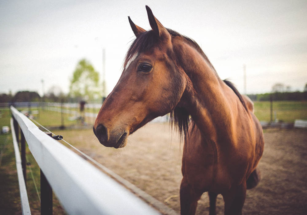 cavallo