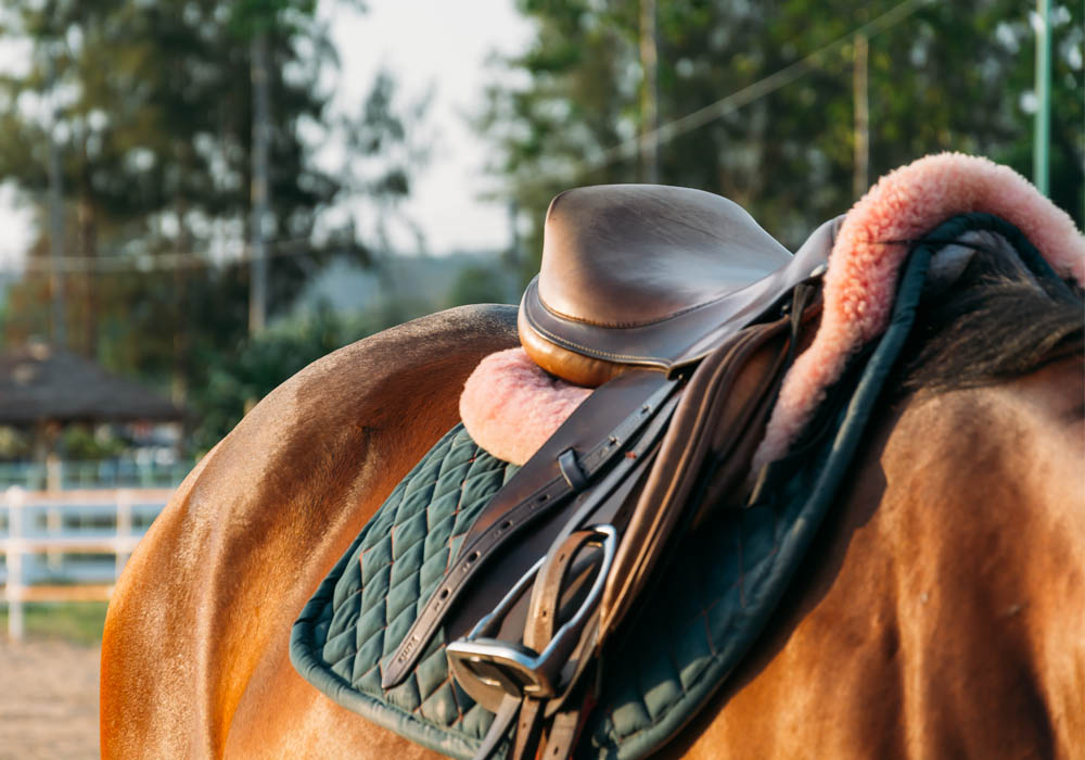 cavallo